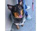 Adopt Bear a Australian Cattle Dog / Blue Heeler, Australian Shepherd