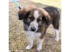 Adopt Rowen a Mixed Breed