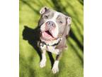 Adopt SHINX a Pit Bull Terrier