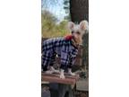 Adopt Ugg a Chinese Crested Dog