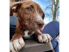 Adopt Jagger a Pit Bull Terrier