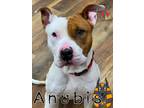Anubis American Pit Bull Terrier Adult Male