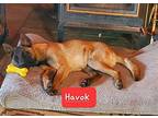 Havok Belgian Malinois Puppy Male