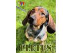 Cletus Hound (Unknown Type) Adult Male