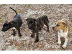 Woody Dutch Shepherd Puppy Male