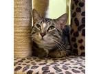 Pablo PiCatso Domestic Shorthair Young Male