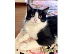 Adopt Marcus a Domestic Short Hair