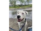 Adopt Doodle a Pit Bull Terrier, Mixed Breed