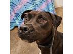 Kismet American Pit Bull Terrier Adult Female