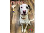 Phineas Mixed Breed (Large) Young Male