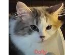 Dolly Domestic Longhair Kitten Female