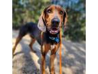 Adopt Alfonso - Chino Hills Location a Black and Tan Coonhound