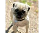 Adopt Russell - Claremont Location a Brussels Griffon