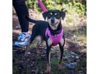 Adopt Iggy - Claremont Location a Miniature Pinscher