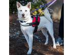 Adopt Casper - City of Industry Location a Shiba Inu, Siberian Husky