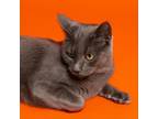 Adopt Mr. Bingly(C000-685) - City of Industry Location a Domestic Short Hair