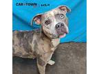 Calliope American Pit Bull Terrier Adult Female