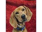 Findlay *foster needed* Redbone Coonhound Young Male