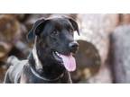 Adopt Indy a Black Labrador Retriever, German Shepherd Dog