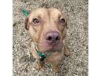 Adopt Hunter a Pit Bull Terrier