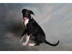 Adopt Scarface a Pit Bull Terrier