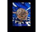 Dutches Domestic Shorthair Young Female