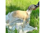 Whippet Puppy for sale in Roseburg, OR, USA