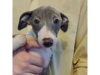 Italian Greyhound Puppy for sale in Chicago, IL, USA