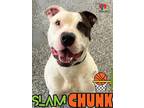Slam Chunk American Pit Bull Terrier Adult Male
