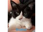 Brother Domestic Shorthair Young Male