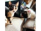 Coxinha & Pastel Domestic Shorthair Kitten Female