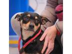 Adopt Buck a Miniature Pinscher