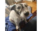 Adopt Rollin a Jack Russell Terrier