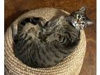 Adopt Larry - Courtesy Listing a Domestic Short Hair