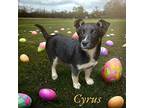 Cyrus Shepherd (Unknown Type) Puppy Female