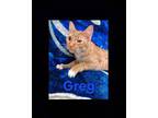 Greg Domestic Shorthair Young Male