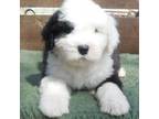 Old English Sheepdog Puppy for sale in Hillsdale, MI, USA