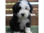 Old English Sheepdog Puppy for sale in Hillsdale, MI, USA