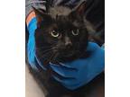 Raja Domestic Shorthair Adult Female