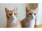 Adopt Asland and Johnny a Domestic Short Hair