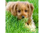 Cavapoo Puppy for sale in Baileyville, KS, USA