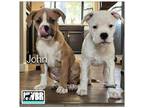 Adopt John a Boxer