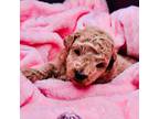 Poodle (Toy) Puppy for sale in Malvern, AR, USA