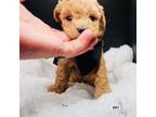 Poodle (Toy) Puppy for sale in Malvern, AR, USA