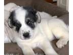 Adopt Dale a Great Pyrenees