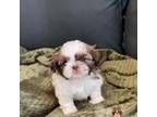 Shih Tzu Puppy for sale in Apollo Beach, FL, USA