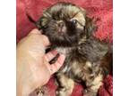 Shih Tzu Puppy for sale in Apollo Beach, FL, USA