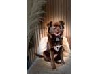 Adopt Buckey a Spaniel