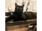 Flamenco Domestic Shorthair Young Male