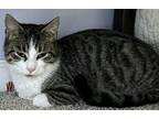 Pink Domestic Shorthair Adult Female